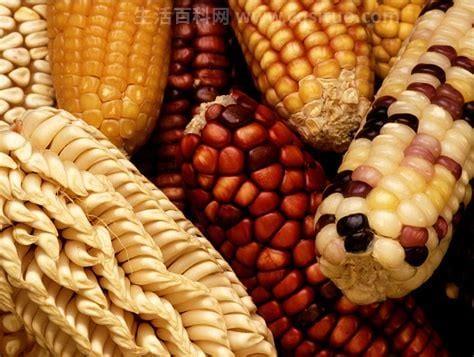 8个转基因玉米品种图片，抗虫玉米/抗病玉米/转基因玉米,2023年转基因玉米品种有哪些优势优质