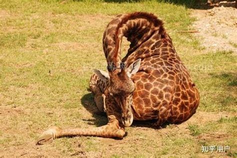 长颈鹿可以趴着睡觉吗，可以的(仅限