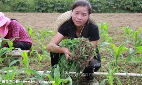 50岁的农村妇女能干啥工作，养殖/开