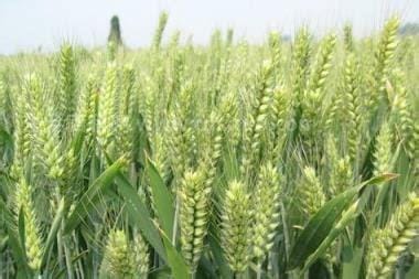 新小麦多少钱一斤2023，价格为每斤5