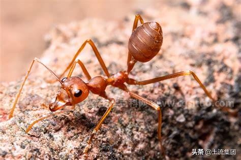 红火蚁最怕什么东西 红火蚁最怕的三种克星