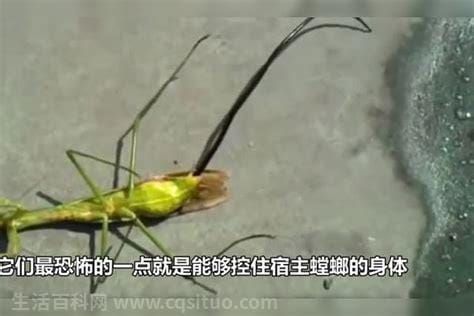 世界上最恐怖的螳螂 世界上最恐怖
