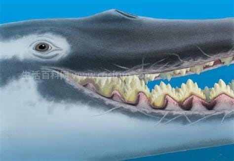 齿鲸的特点 齿鲸的介绍