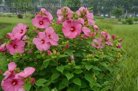 芙蓉树怎么养 芙蓉树怎么养护