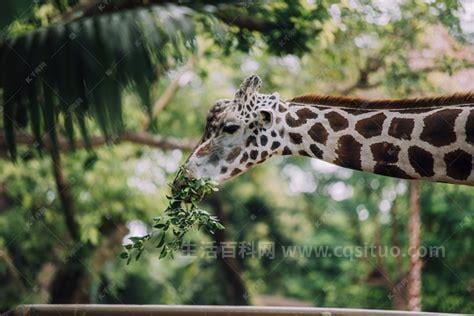 长颈鹿吃什么树叶 长颈鹿吃什么树叶是不是有毒