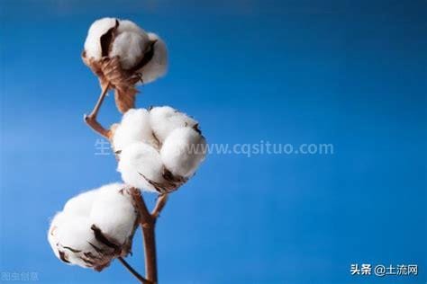 新疆棉花最新价格 新疆棉花最新价格走势图