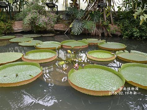 华南植物园旅游攻略详解，最全华南植物园游玩指南
