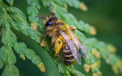 有关蜜蜂的资料 关于蜜蜂的知识资