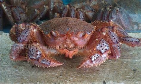 澳洲红蟹有哪些营养价值,如何安全