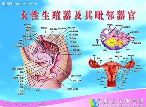 女性生殖器官结构图解,详细介绍女性生理结构及功能