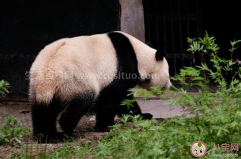 大熊猫的尾巴是什么颜色