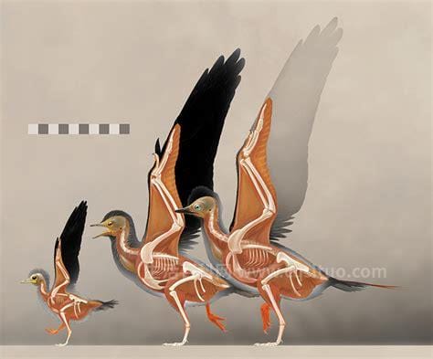 鸟类的起源和早期演化，鸟类起源于什么 鸟类的起源是什么
