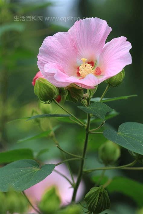 芙蓉花是什么时候开的，芙蓉什么时候开花的 芙蓉哪个时候开花的