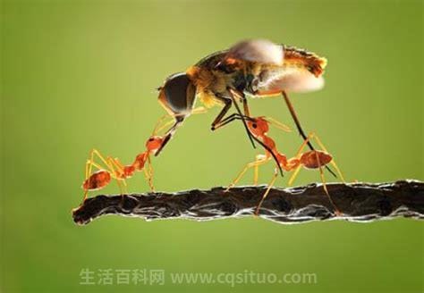 什么动物吃蚂蚁，四种食蚁兽分别是什