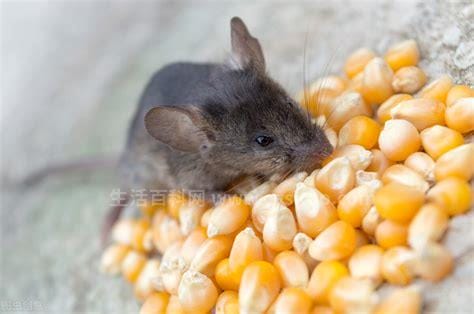老鼠喜欢吃什么，田野里面的老鼠最喜欢吃什么_