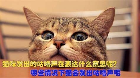 猫咪发出咕噜声是什么意思