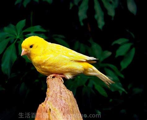 金丝雀是国家几级保护动物，有一种鸟叫像叫人名字是什么鸟