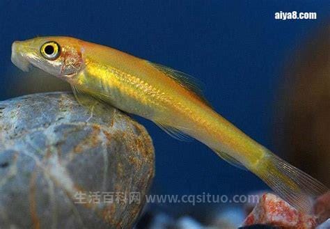 青苔鼠鱼怎么繁殖，金苔鼠鱼怎么分公母图解