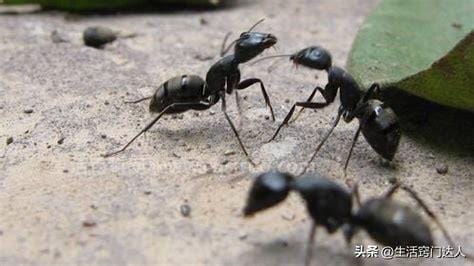灭蚂蚁最有效的土方法，自制灭蚂蚁最