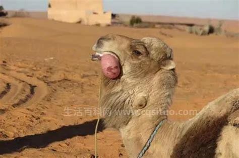 骆驼碗口是什么，驴碗口是什么部位