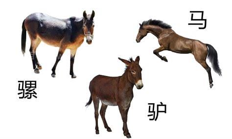 马和骡子和驴的关系和区别，马、骡子