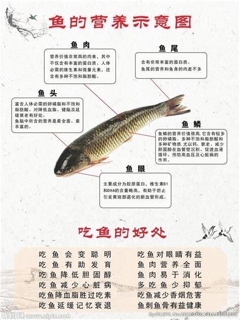 鲋鱼的营养价值，罗非鱼和鲫鱼相比哪一个更有营养