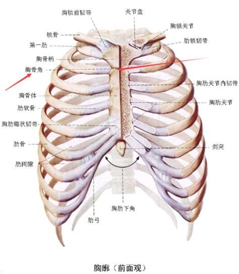 绾在肋下什么意思，将梢棒绾在肋下是什么意思