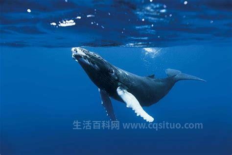 最早的鲸类生活在陆地上还是海洋里 最早的鲸类叫什么