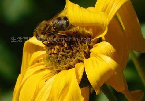蜜蜂蜇了怎么消肿止痒