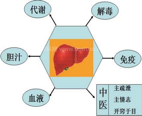 肝脏的功能