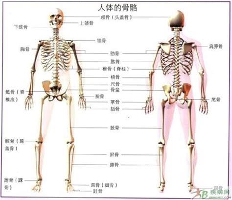 人体一共有多少块骨头