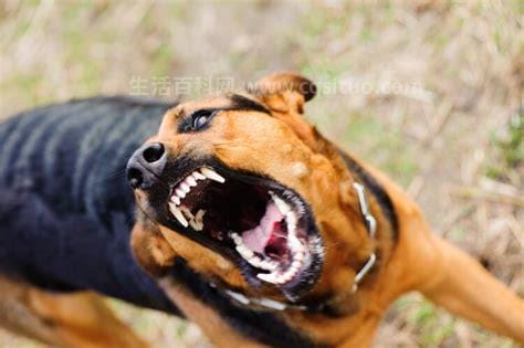 狂犬病发作前有什么征兆