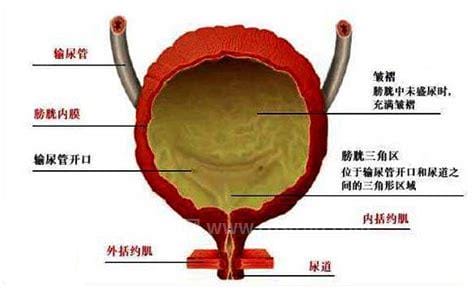 膀胱是什么