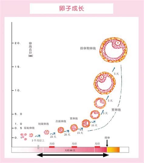 卵泡大小正常范围