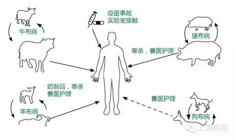 人感染了羊布病严重吗