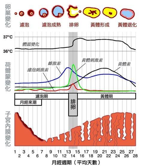 排卵日是什么意思