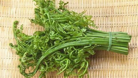 蕨菜只是一种普通的蔬菜,什么是蕨菜