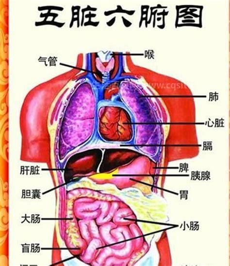 人体的最大器官是什么