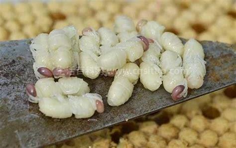雄蜂蛹的功效与作用,雄蜂蛹压片糖果的功效与作用有哪些
