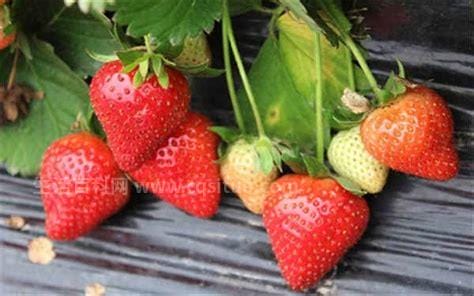 吃草莓季节是哪几个月,精选问答