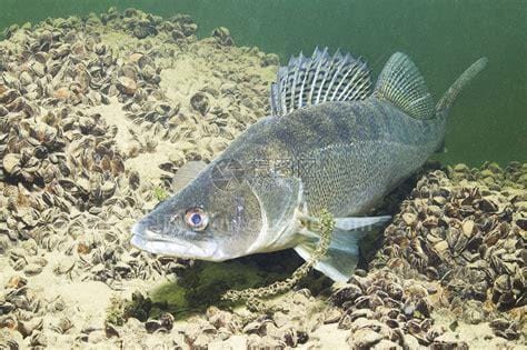 梭☢鱼干净处理头有毒,除氮除磷最好的水生植物