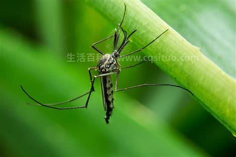 蚊子最害怕什么颜色和气味,什么味道颜色吸引蚊虫