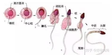 男生多少岁会有精子,男孩几岁有精子