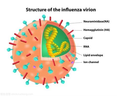 h7n9病毒是什么病毒