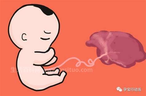 胎儿钙化怎么回事