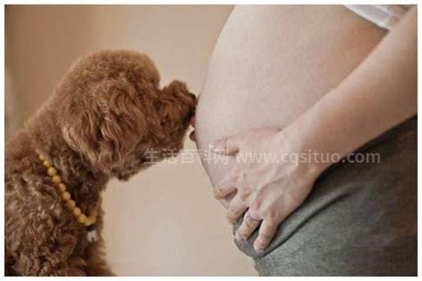 孕妇能养狗吗