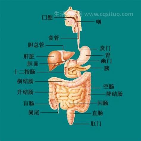 胃在哪个位置