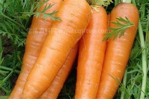 胡萝卜可以生吃吗