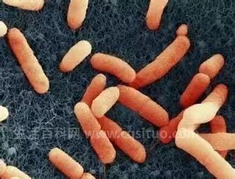 土拉菌病是什么