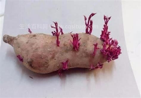 红薯发芽了还能吃吗